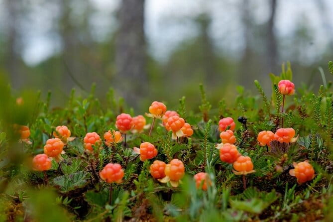 Wild Forest Berries and Mushrooms Picking Tour - Entering the Arctic Forest: What to Expect on the Tour