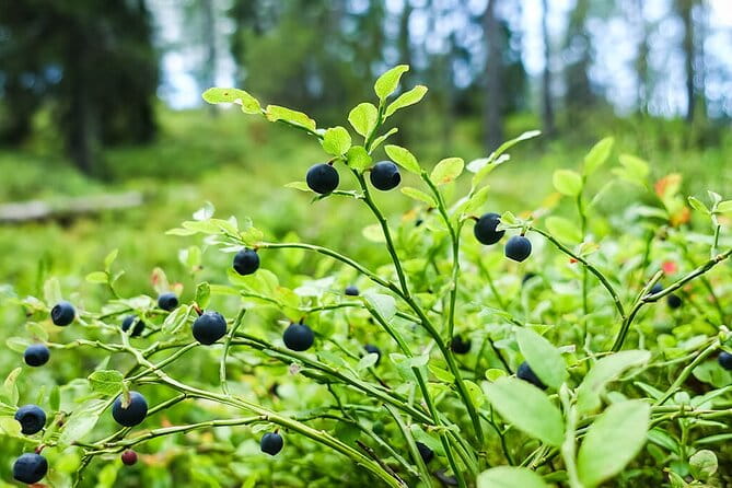 Wild Forest Berries and Mushrooms Picking Tour - The Guides: Knowledgeable, Friendly, and Passionate