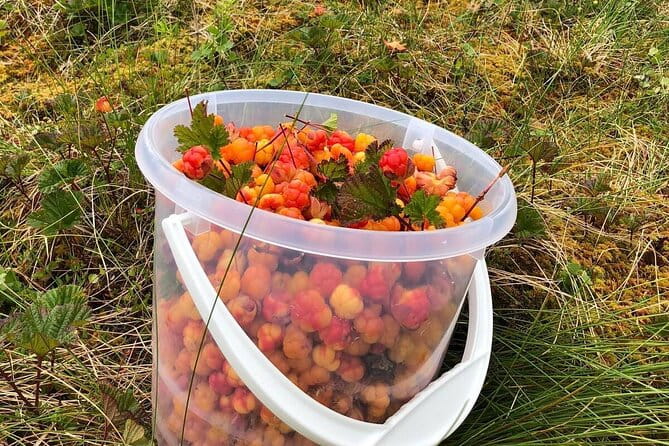 Wild Forest Berries and Mushrooms Picking Tour - Pricing and Value Consideration