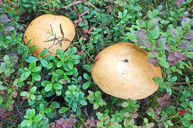 Wild Forest Berries and Mushrooms Picking Tour - The Sum Up