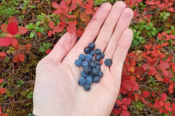 Wild Forest Berries and Mushrooms Picking Tour - FAQ