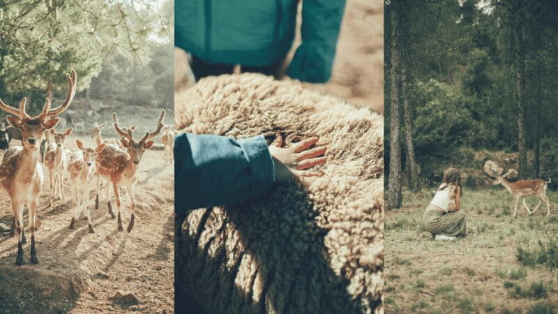 Wild Forest Reserve Foundation - Caregiver for a day - Key points / Takeaways