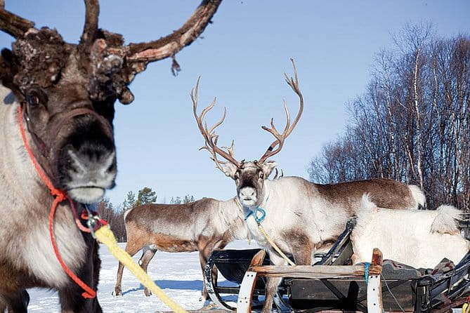 Wild Reindeers Safari + Lunch in Glass Igloo (private service) - Entering the Winter Wilderness