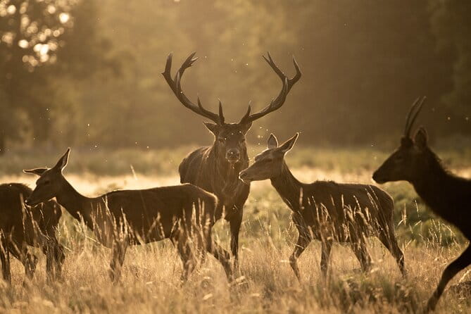 Wildlife Photography Workshop in Richmond Park in London - Key points / Takeaways