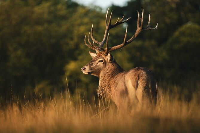 Wildlife Photography Workshop in Richmond Park in London - Discovering Richmond Park’s Wildlife and Scenic Beauty