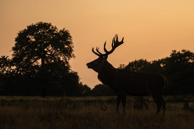 Wildlife Photography Workshop in Richmond Park in London - The Sum Up