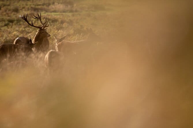 Wildlife Photography Workshop in Richmond Park in London - FAQ