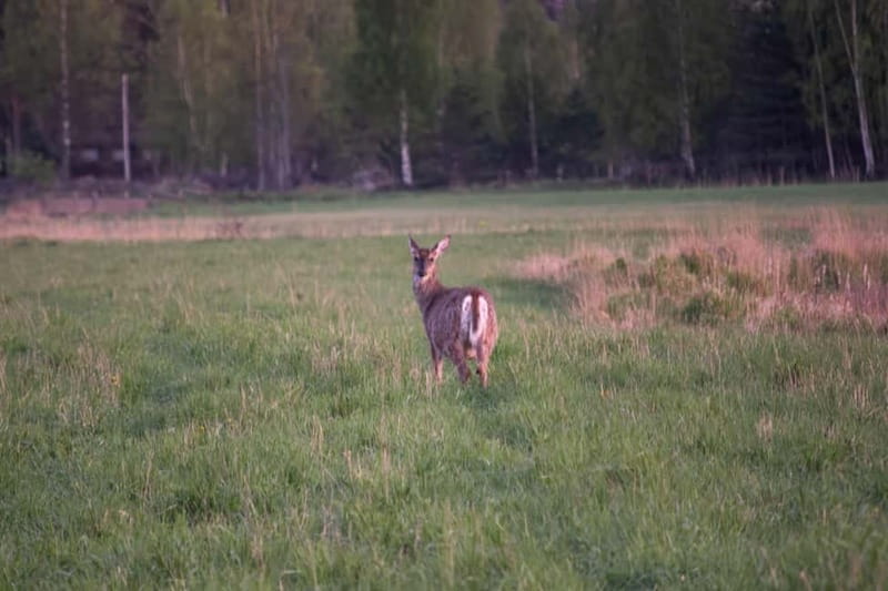 Wildlife safari with campfire dinner from Helsinki - Exploring the Finnish Wilderness in Depth