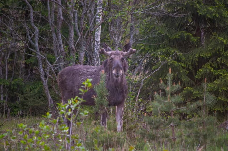 Wildlife safari with campfire dinner from Helsinki - Practical Tips for Booking and Enjoying
