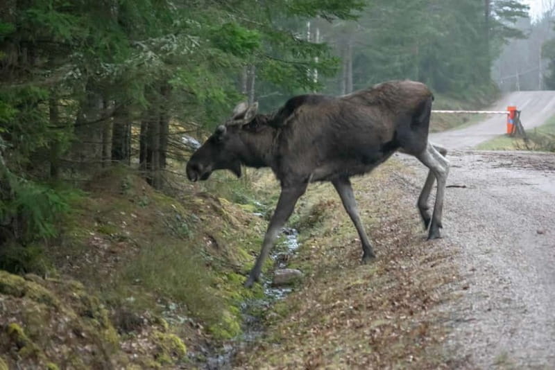 Wildlife safari with campfire dinner from Helsinki - FAQ