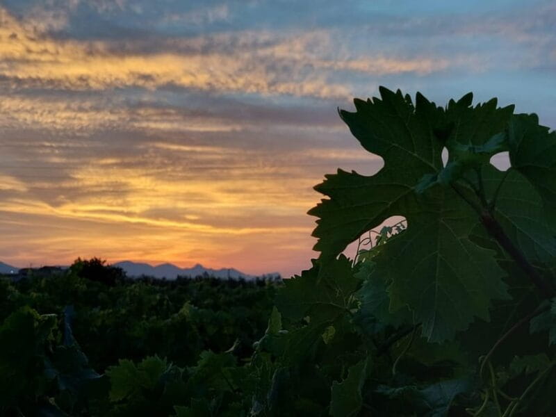 Wine and food at sunset - Key points / Takeaways