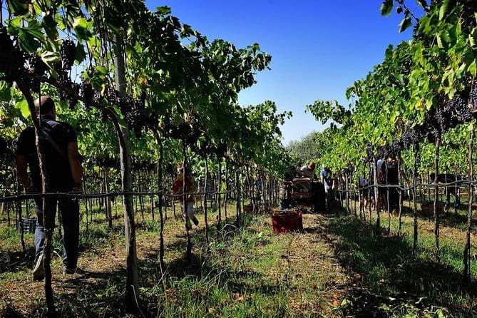 Wine and food tasting - Savoring the Wines and Local Flavors