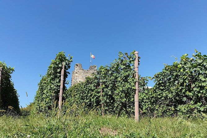 Wine and Food tasting PRIVATE Guided Tour - Discovering the Valtellina Wineries and Scenery