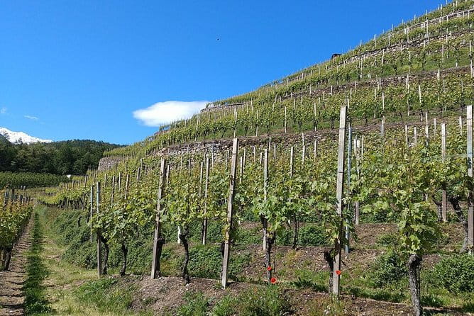 Wine and Food tasting PRIVATE Guided Tour - The Comfort and Convenience of Private Transportation