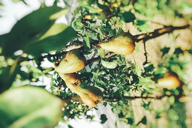 Wine and Raki tasting tour - The Sum Up: Who Should Book This Tour?