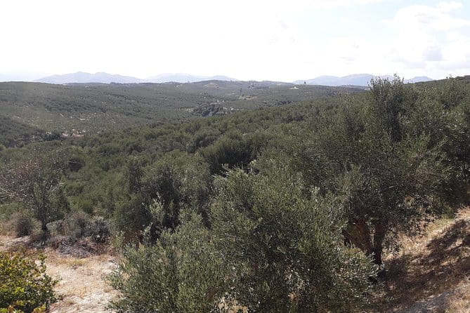 Wine, Beer, Olive Oil Tasting Private Tour (price per group of 6) - A Deep Dive into the Experience