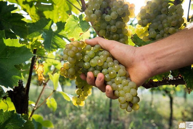 Wine Class and Tasting in Milan - Small Group - A Deep Dive Into the Wine Tasting Experience