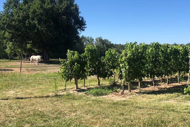 Wine Degustation, Visit and Masterclass from Vérac - Analyzing the Value