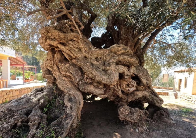 Wine, Dine & Divine: A Cretan Odyssey in Chania - Key Points / Takeaways