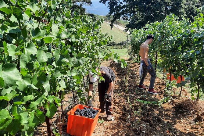 Wine Experience at Torre Bisenzio Winery - Who Will Love This Tour?