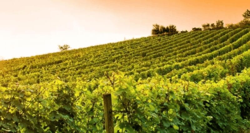 Wine Experience Colli Bolognesi - Afternoon tour - Entering the Heart of Emilia-Romagna’s Wine Country