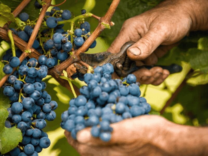 Wine Tasting and Food Pairings in Langhe and near Alba - Who This Tour Is Best For