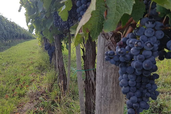 Wine tasting and horseback riding in Montepulciano, in Tuscany from Rome - Who Is This Tour Perfect For?