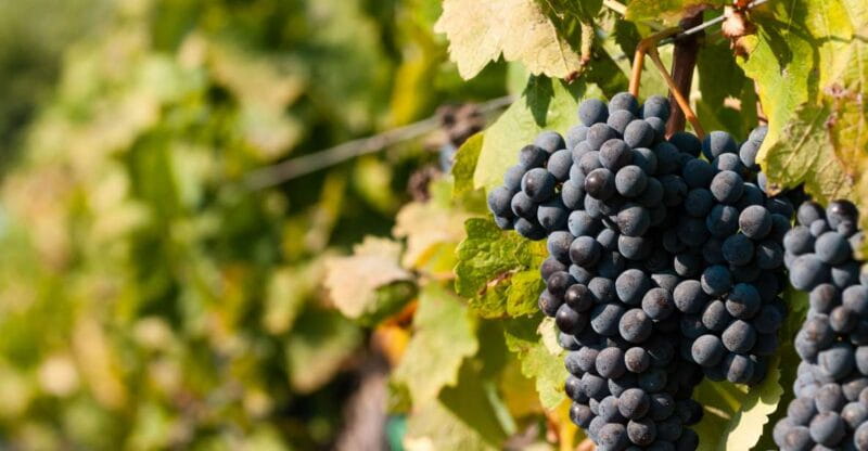 Wine Tasting and Typical Tastings in the Val di Noto - An Authentic Taste of Sicilys Wine and Food in Val di Noto