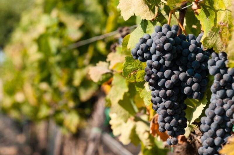 Wine Tasting and Typical Tastings in the Val di Noto - Key points / Takeaways