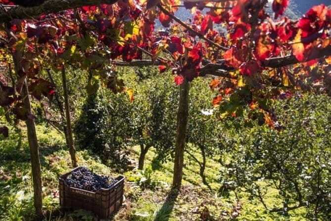 Wine tasting at the Apicella winery - Who Will Love This Tour?