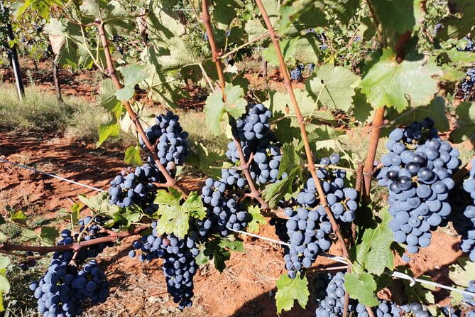 Wine Tasting Experience at the organic winery in ian - Final Thoughts: Who’s The Right Fit?