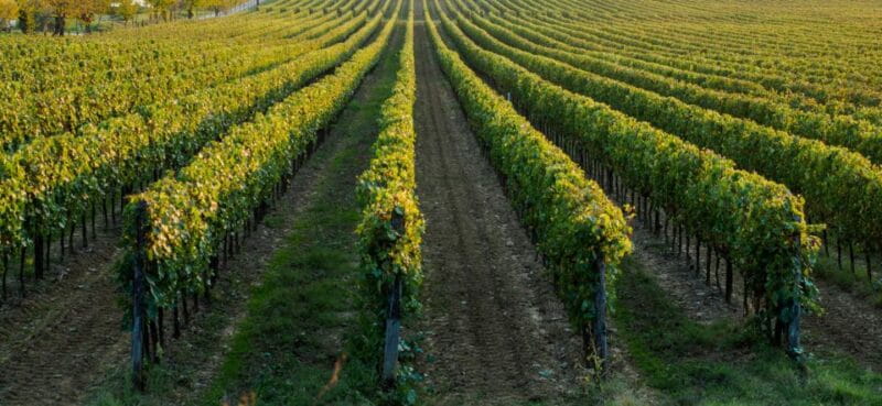 Wine tasting experience in the Apulian countryside! - The Value for Money and Who It’s For