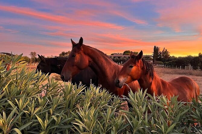 Wine Tasting Experience in the Apulian Countryside - Key Points