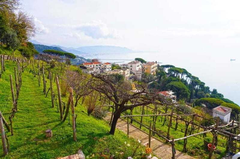 Wine tasting in Cilento with professional sommelier. - Exploring the Heart of Cilento’s Wine Country