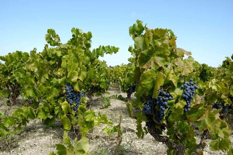 Wine tasting in the cellar - Authentic Wine Tasting in Sicily’s Avola Cellar: A Deep Dive