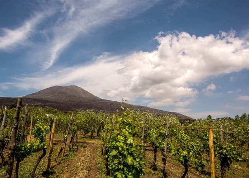 Wine Tasting on Mt. Vesuvius - Key Points / Takeaways