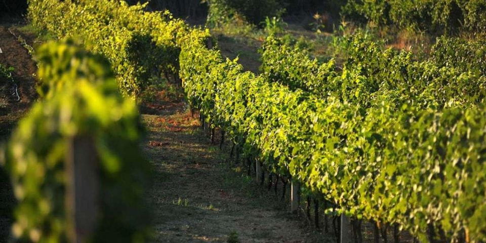 Wine Tasting on Peninsula PelješAc Wine Tour From Dubrovnik - Winery Visits