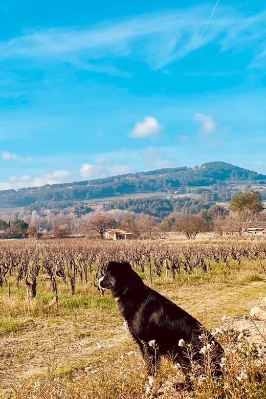 Wine Tasting Saint-Florent & Patrimonio - Key points / Takeaways