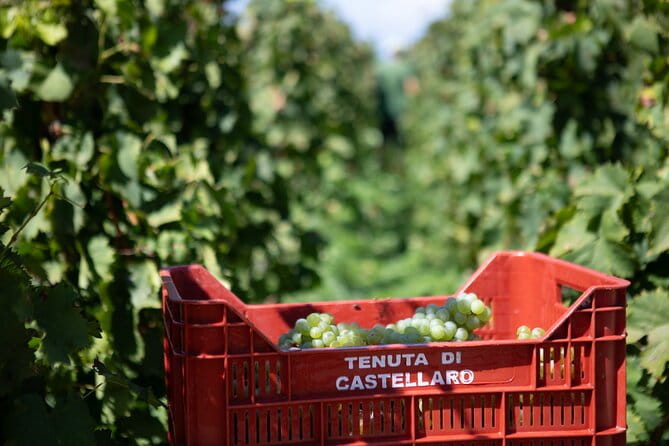 Wine tasting THE CLASSICS - Final Thoughts