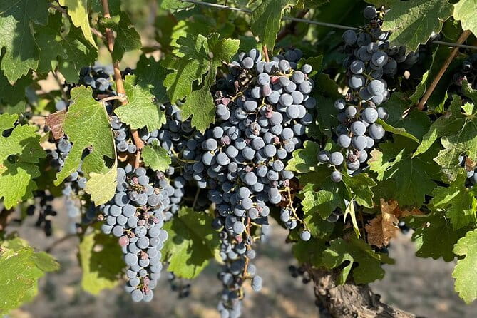 Wine tasting tour - Practical Tips for Travelers