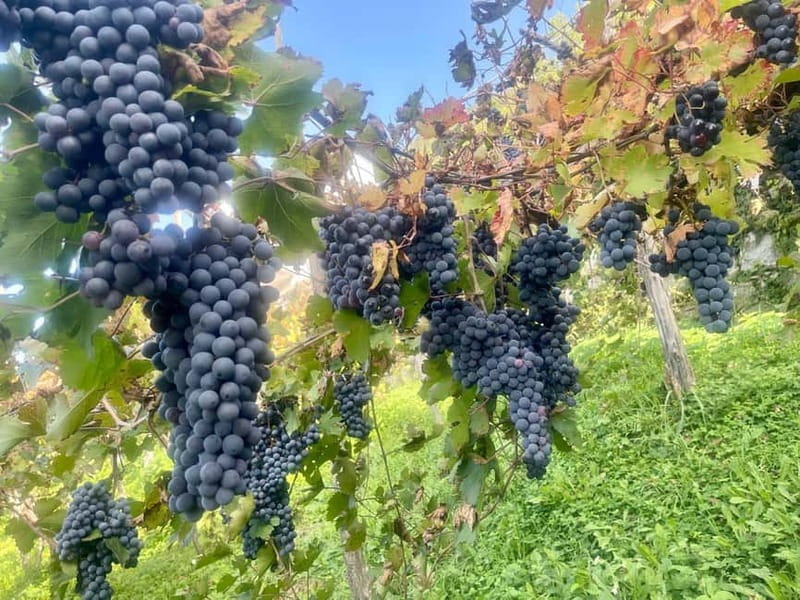 Wine tasting tour and traditional lunch in the hills of the Amalfi Coast - Exploring the Amalfi Hills: A Unique Wine & Food Experience