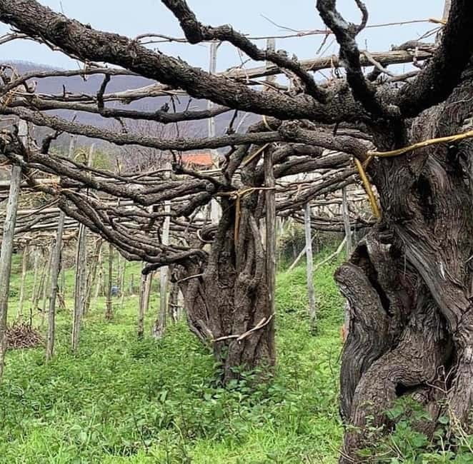 Wine tasting tour and traditional lunch in the hills of the Amalfi Coast - Who Will Love This Tour?