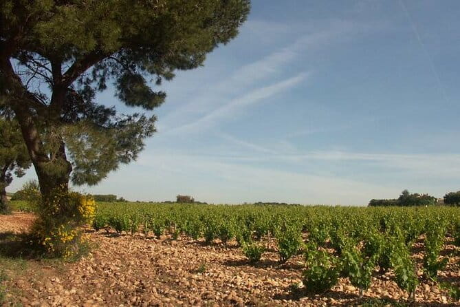 Wine Tasting Tour at Châteauneuf du Pape - Introduction to the Experience