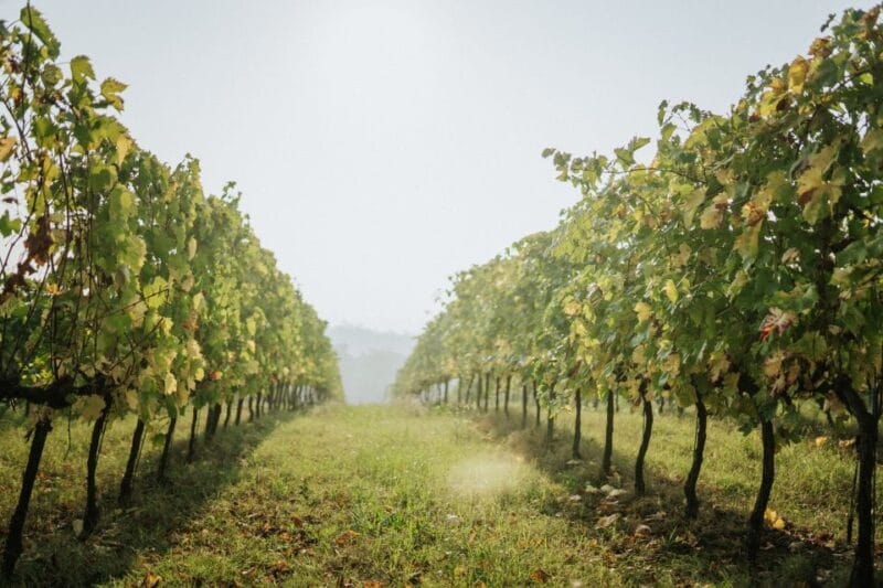 Wine tasting tour with olive oil and salami - Entering the Heart of Emilia-Romagna’s Wine Culture