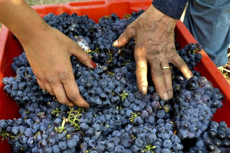 Wine tasting tour with olive oil and salami - FAQ