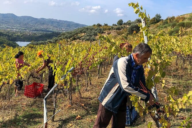 Wine Tasting & Vineyards Escape near Tirana - A Deep Dive into the Experience