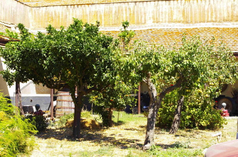 Wine Tasting whit Painting Lesson in Baglio Florio - Key Points / Takeaways