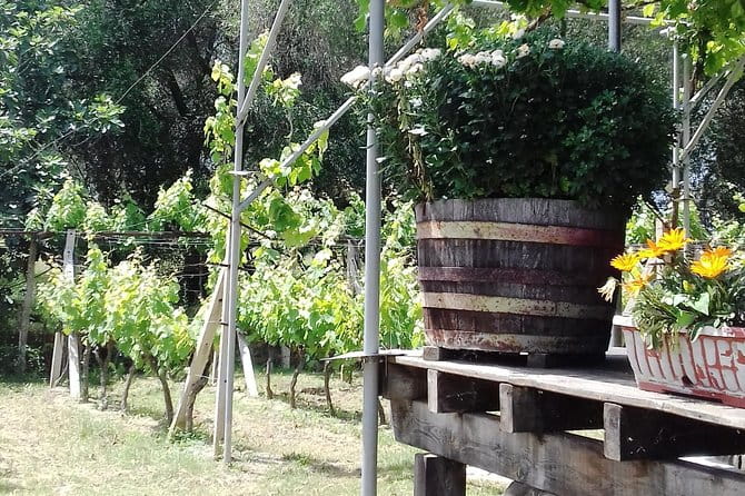 Wine Tour and Olive Tasting- Small Group Tour - Who Should Consider This Tour?