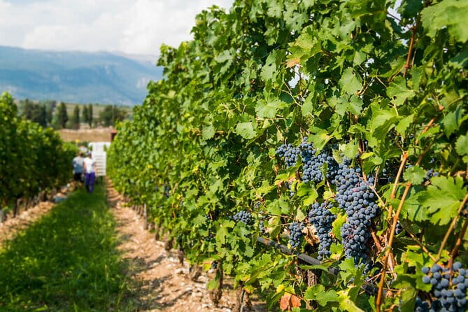 Wine Tour and Tasting on Garda Hills - Logistical Details: Booking, Duration, and Practicalities