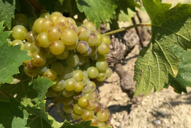 Wine Tour Bandol & Cassis from Marseille - Exploring the full-day itinerary